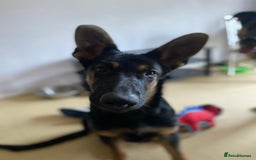 German Shepherd dogs for sale: Looking to rehome my boy - Image 5