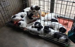 Sprocker dogs for sale: Female Sprocker puppy - Image 3
