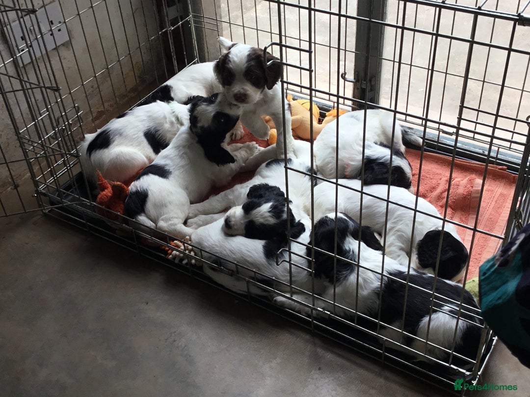 Sprocker dogs for sale: Female Sprocker puppy - Image 3