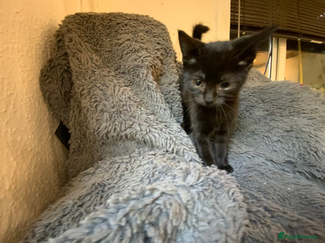 Mixed Breed cats for sale: Adorable Kittens  - Image 5