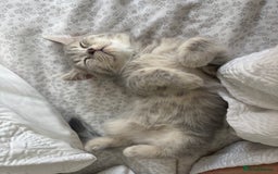 British Shorthair cats for sale: British short hair kittens  - Image 1