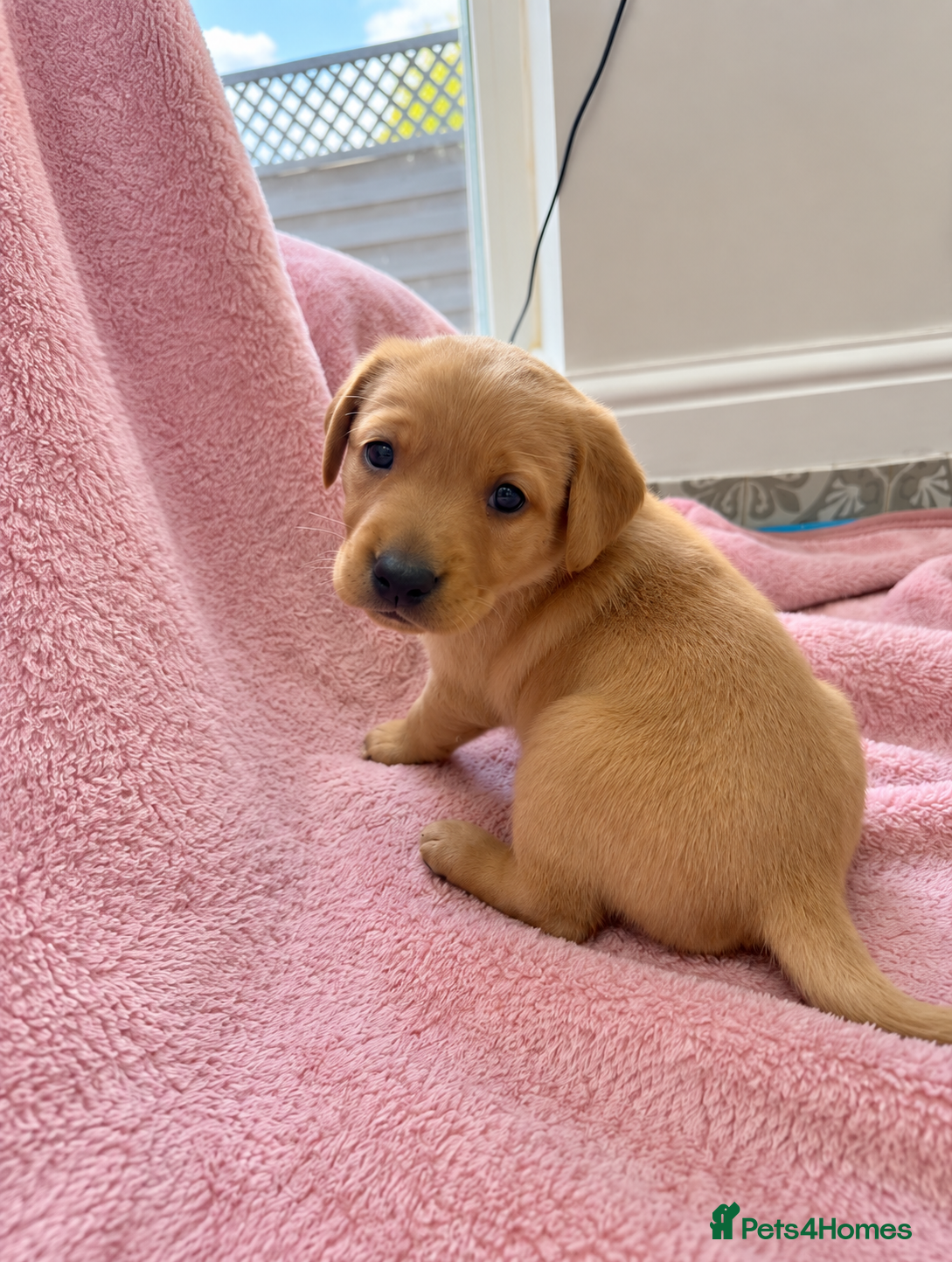 Labrador Retriever dogs KC Registered Fox Red Labrador Puppies  - Advert 2