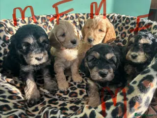 Cockapoo dogs Cutest cockapoos ready in two weeks - Advert 15