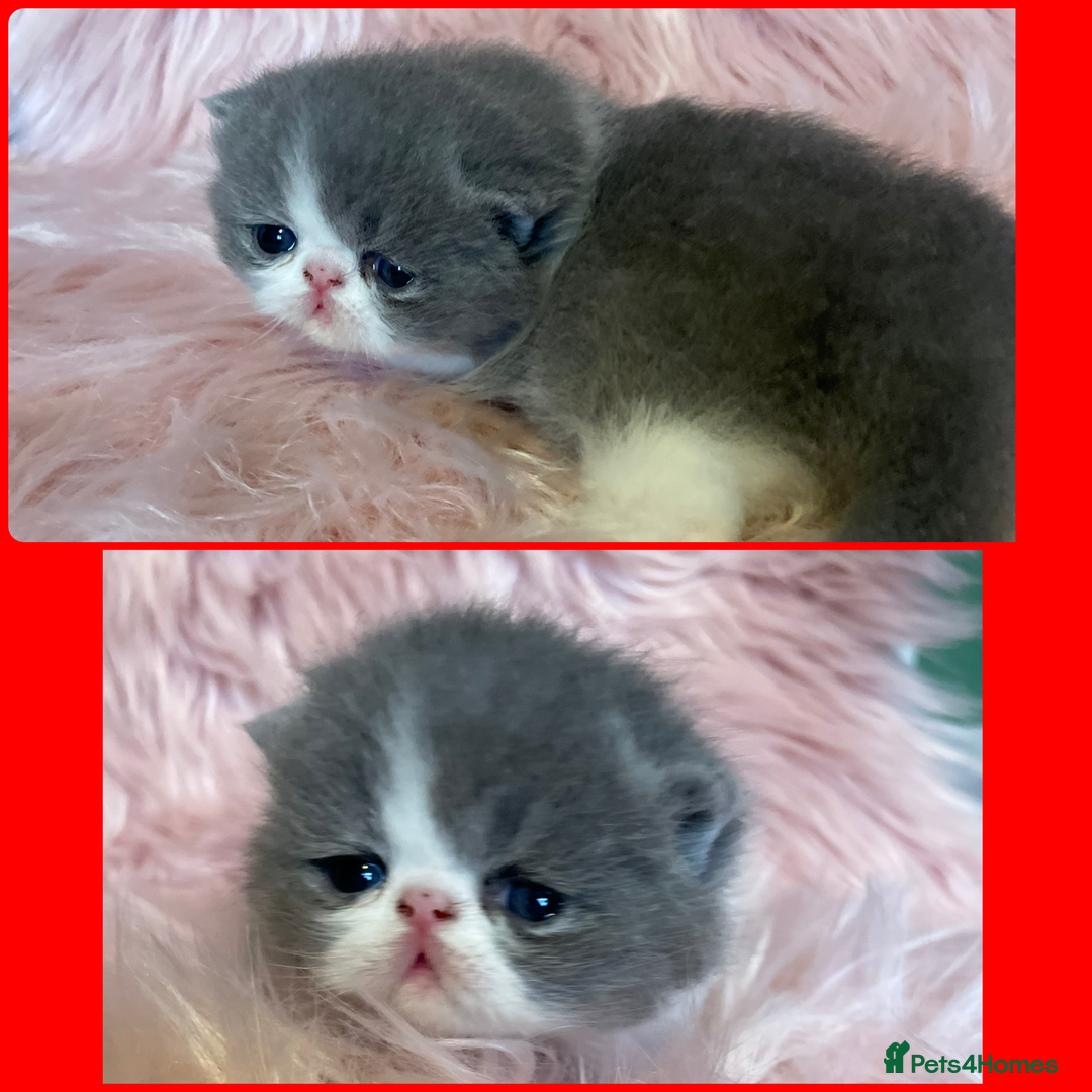 Exotic cats for sale: 🔥GCCF EXOTIC KITTENS READY DECEMBER  **  - Image 11