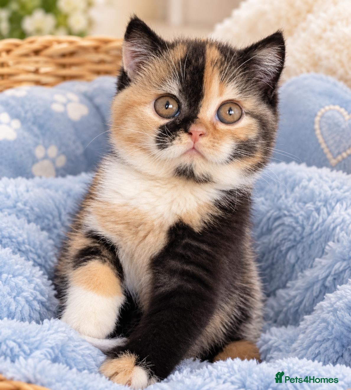 British Shorthair cats 💖👍Quality BSH Boy And Girl😻 - Advert 2