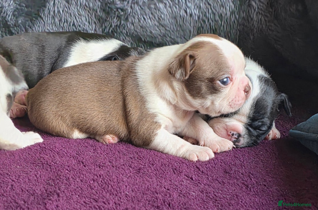 Boston Terrier dogs for sale: Stunning KC Reg Boston Terrier last girl left - Advert 10