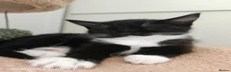 Ragdoll cats for sale: Two Gorgeous Female Kittens Looking for Their Home - Advert 4
