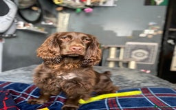 Cocker Spaniel dogs for sale: Cocker spaniel for unfortunate rehome🐶 - Image 9