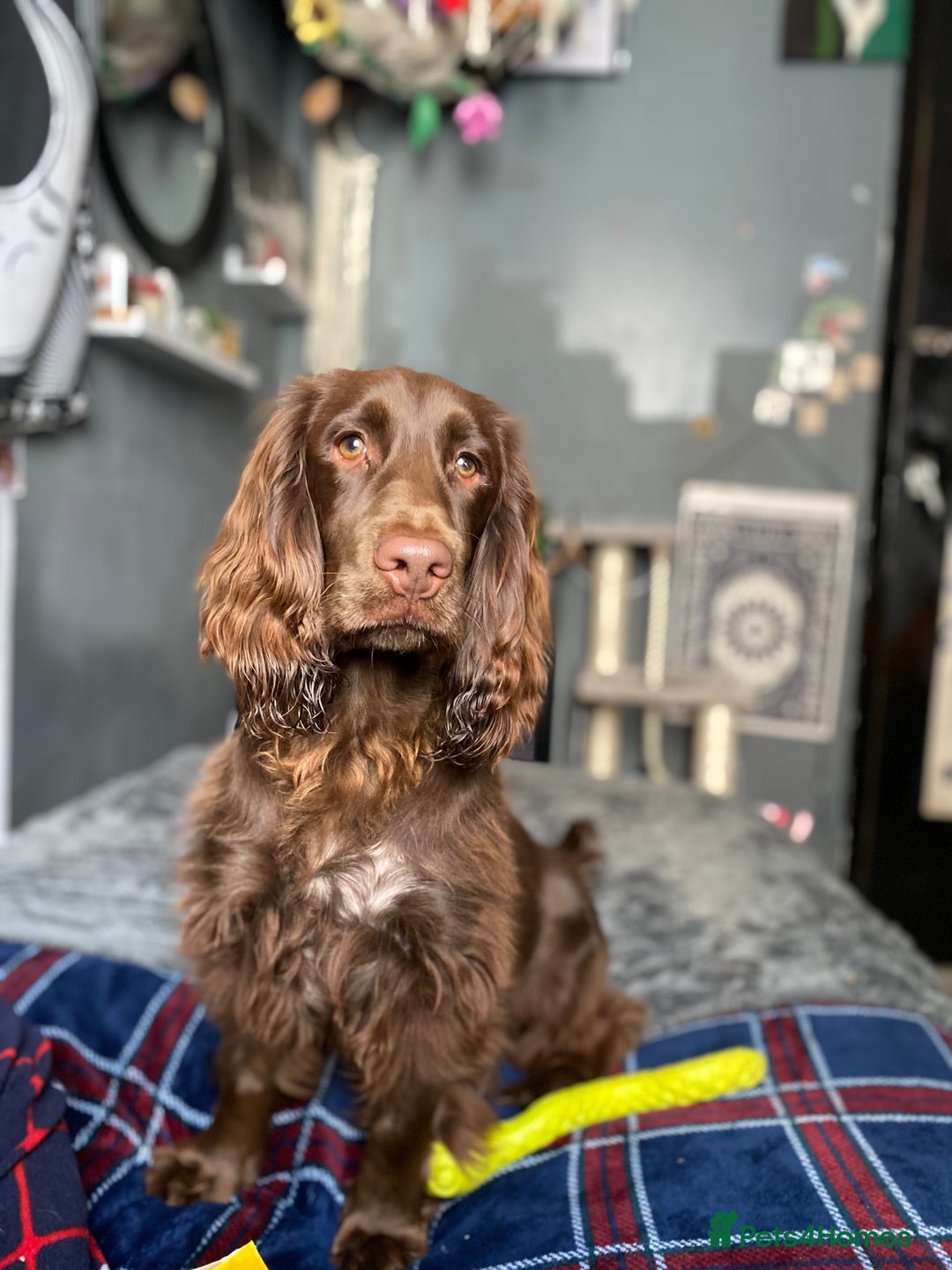 Cocker Spaniel dogs for sale: Cocker spaniel for unfortunate rehome🐶 - Image 9