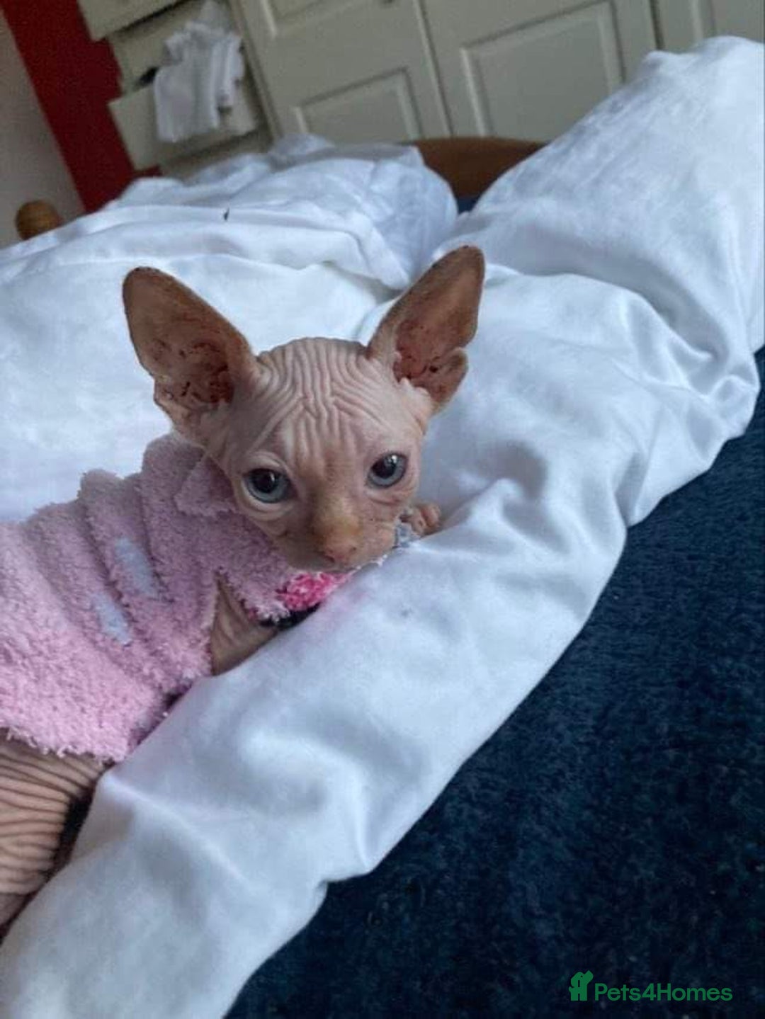 Sphynx cats for sale: Sweet & Sensitive Sphynx Seeks Loving Patient Home - Image 4