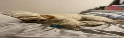 Cavapoochon dogs for sale: A Loyal Best Friend Is Waiting – Meet Tito! - Advert 7