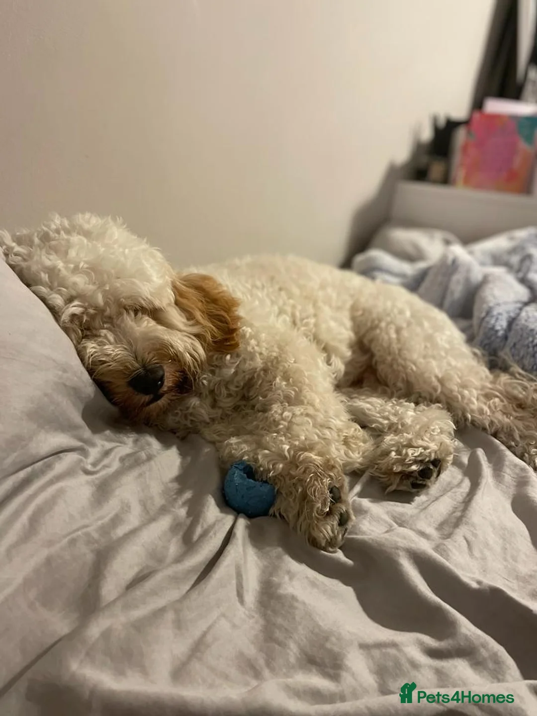Cavapoochon dogs for sale: A Loyal Best Friend Is Waiting – Meet Tito! - Advert 7