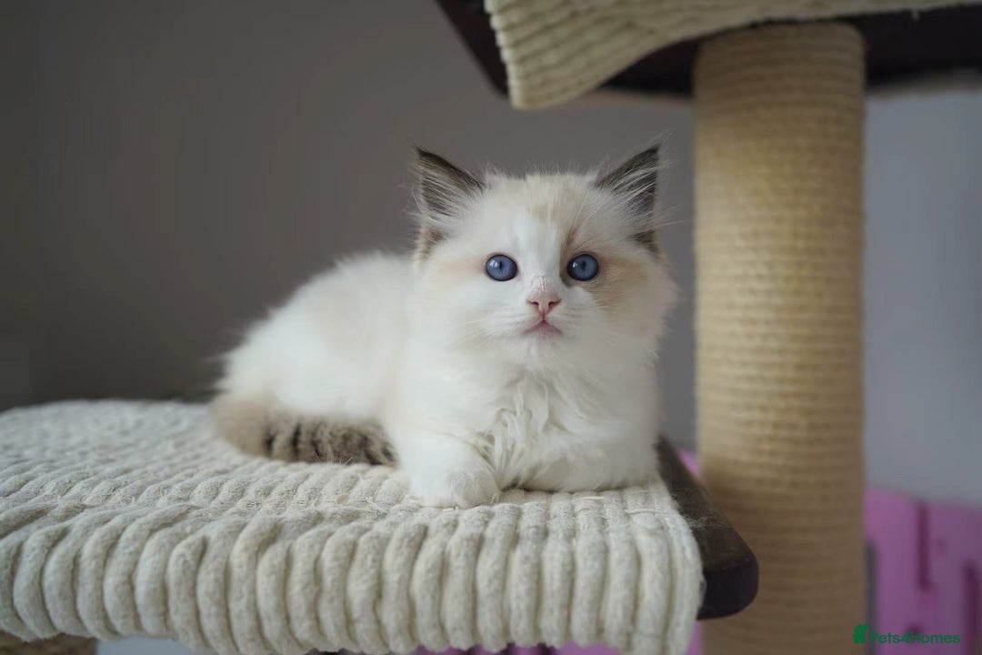 Ragdoll cats for sale: TICA register seal bicolor boy - Image 1