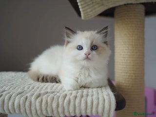 Ragdoll cats - Advert 36