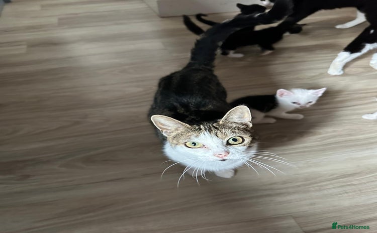 Domestic Shorthair cats - Advert 11
