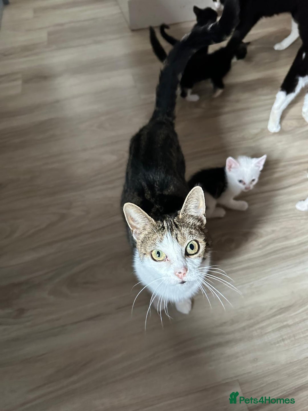 Domestic Shorthair cats for sale: beautiful tabby and black and white kittens - Image 1