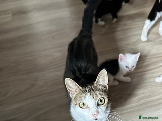 Domestic Shorthair cats - Advert 19