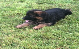 German Shepherd dogs for sale: Beautiful chunky long haired black, tan & red pups - Image 38