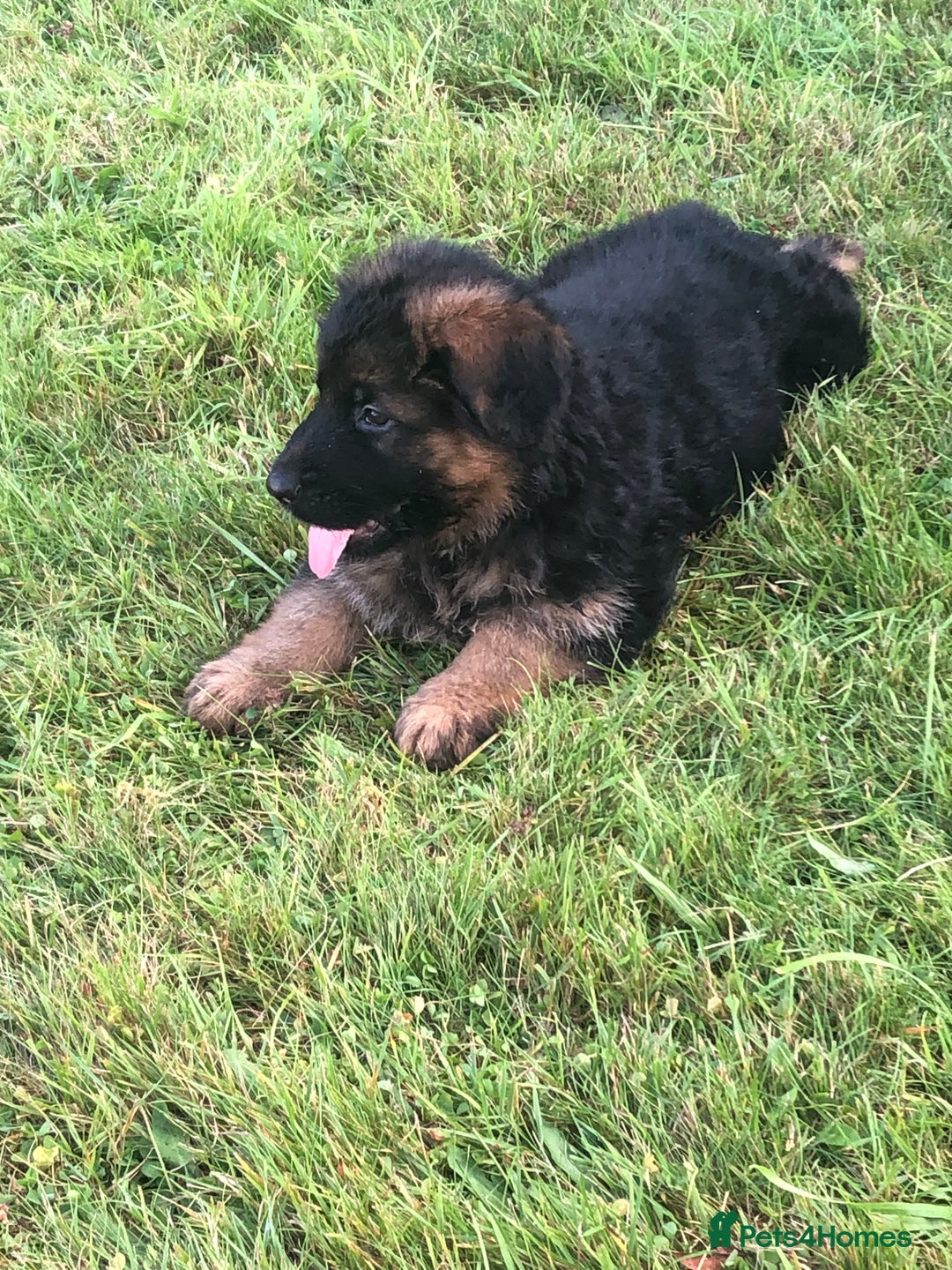 German Shepherd dogs for sale: Beautiful chunky long haired black, tan & red pups - Image 38