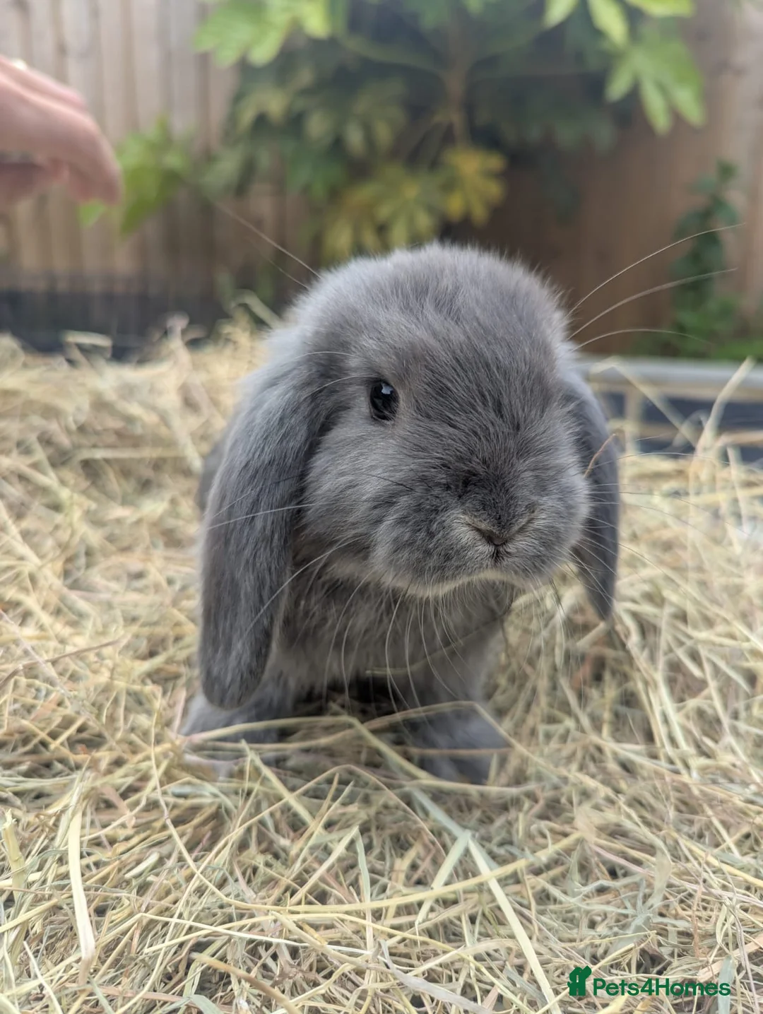 Mini Lop rabbits for sale: Mini Lop/French Lop - Advert 9