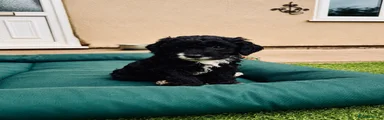 Sproodle Puppy 1