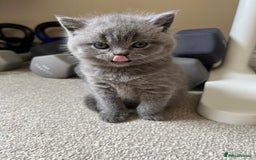 British Shorthair cats for stud: Lilac British Shorthair Stud service only in Huddersfield - Image 14