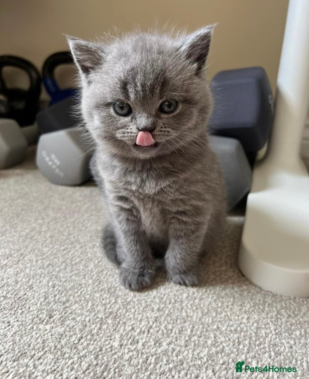 British Shorthair cats for stud: Lilac British Shorthair Stud service only in Huddersfield - Image 14