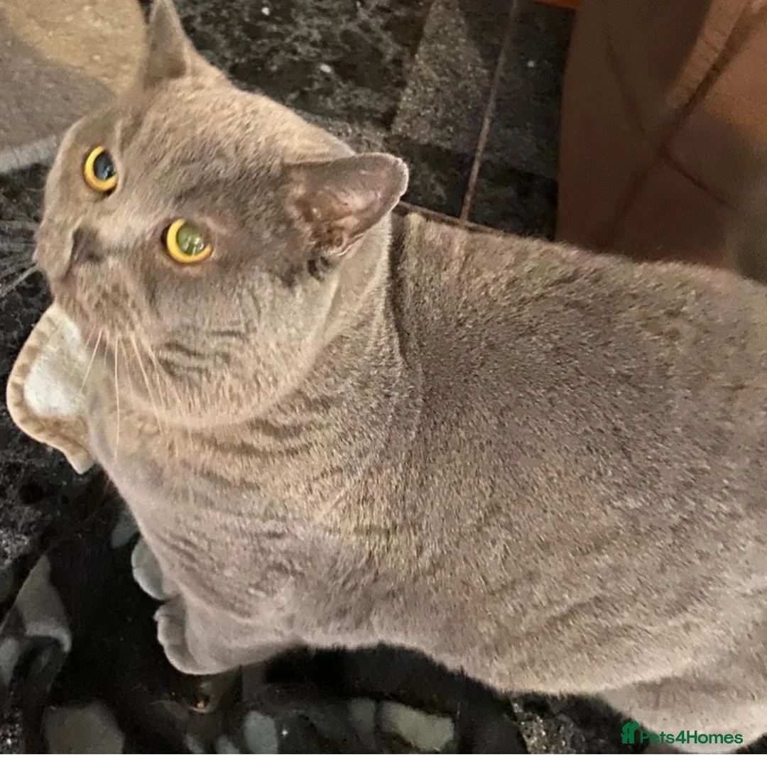 British Shorthair cats for sale: Gorgeous British Shorthair kittens  in Bedford - Advert 2
