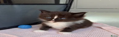 Maine Coon Kitten 3