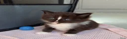 Maine Coon cats for sale: Maine Coon kittens🐈 - Advert 2