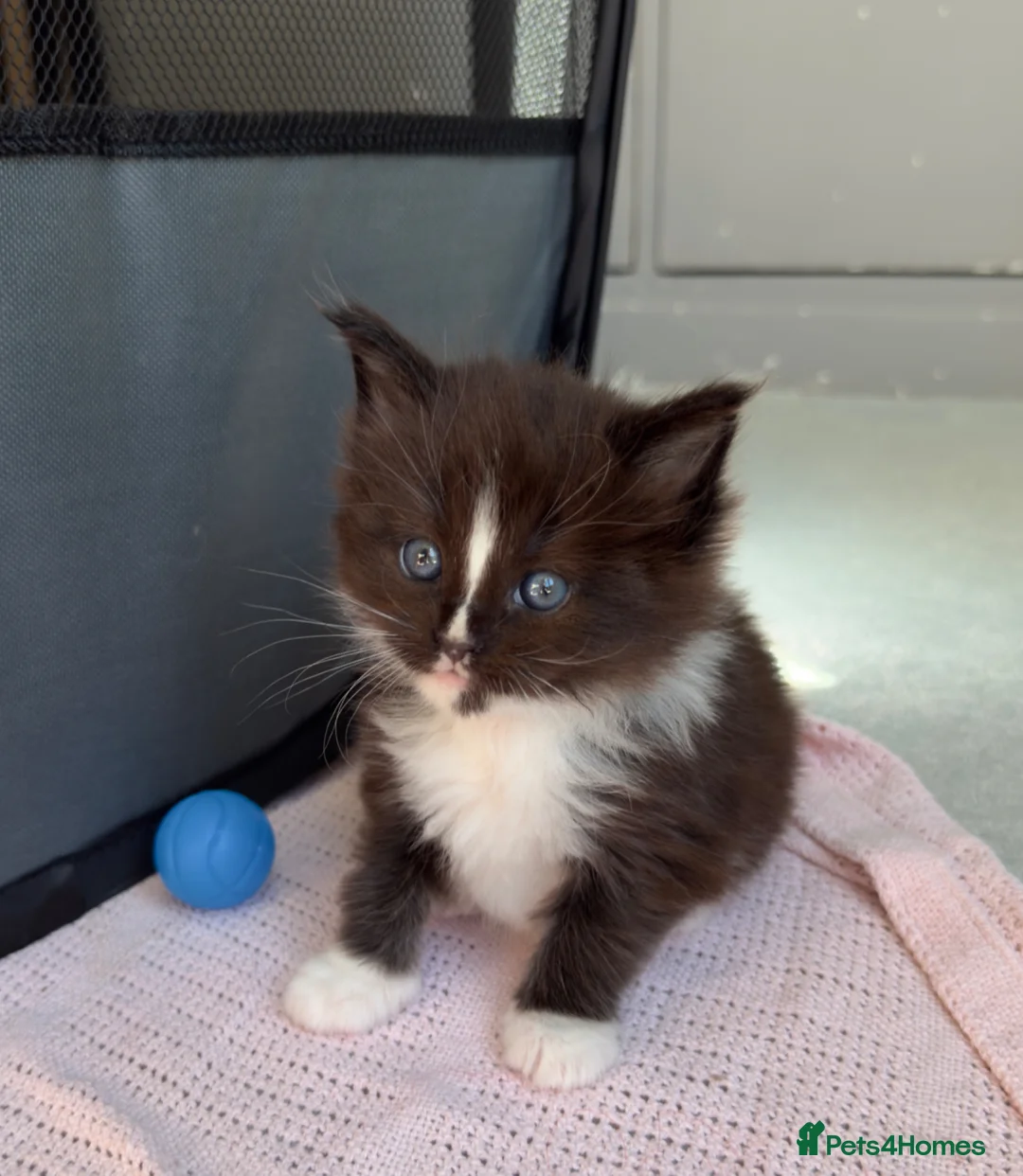 Maine Coon cats for sale: Maine Coon kittens🐈 - Advert 2