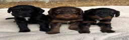 Cockapoo dogs for sale: Unique Coloured F1 Cockapoo Puppies KC Parents - Advert 12