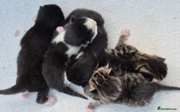 Mixed Breed cats for sale: Beautiful Tame Kittens Tabby Black White - Image 3