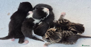 Mixed Breed cats - Advert 12