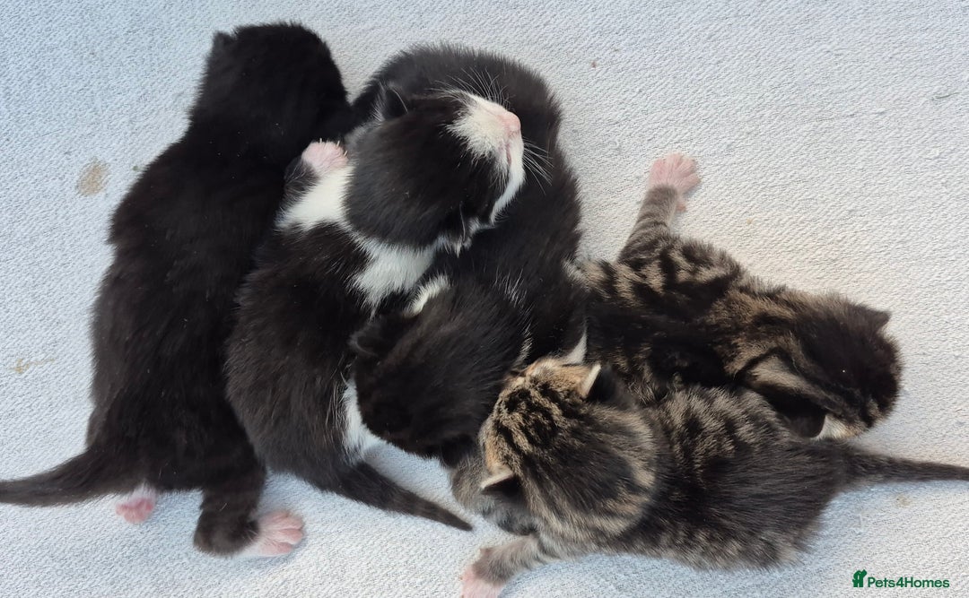 Mixed Breed cats for sale: Beautiful Tame Kittens Tabby Black White - Image 3