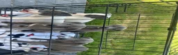 Whippet dogs for sale: Stunning kc whippet puppy’s  - Advert 12