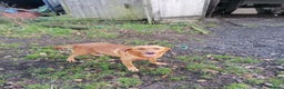 Labrador Retriever dogs for sale: Beautiful fox red bitch reeva  - Advert 5