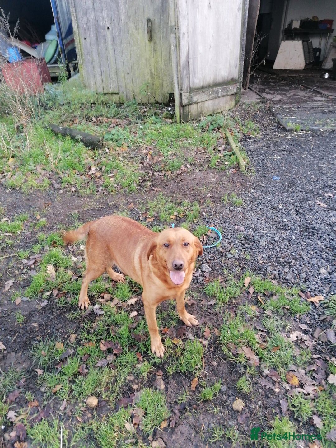 Labrador Retriever dogs for sale: Beautiful fox red bitch reeva  - Advert 5