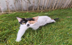 Domestic Shorthair cats for sale: Adorable Kittens Looking for Loving Homes 🐾 - Image 18