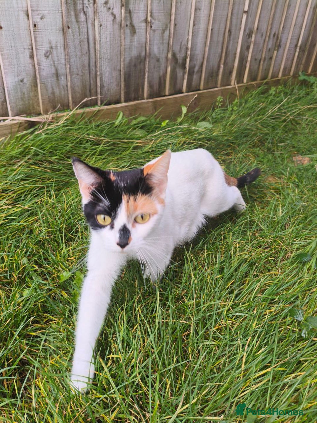 Domestic Shorthair cats for sale: Adorable Kittens Looking for Loving Homes 🐾 - Image 18