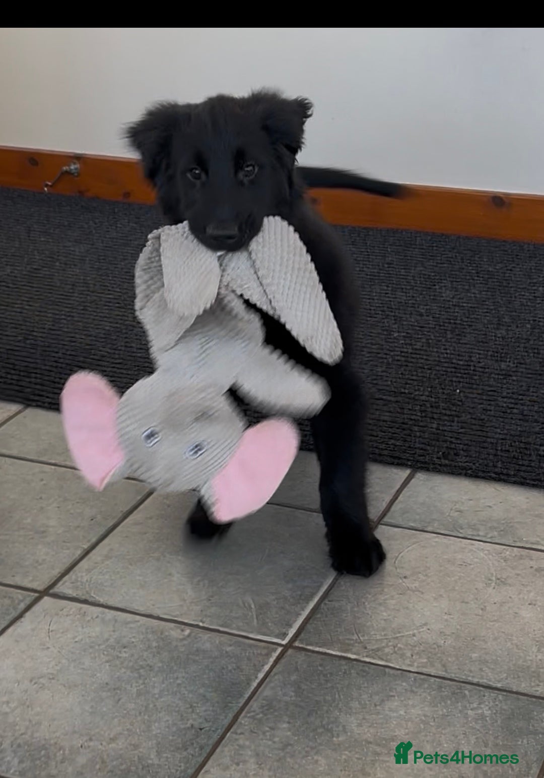 Flat coated Retriever dogs for sale: Male black Flatcoat Retriever puppy for sale  - Advert 3