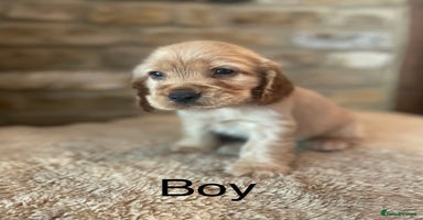 Cocker Spaniel dogs - Advert 8
