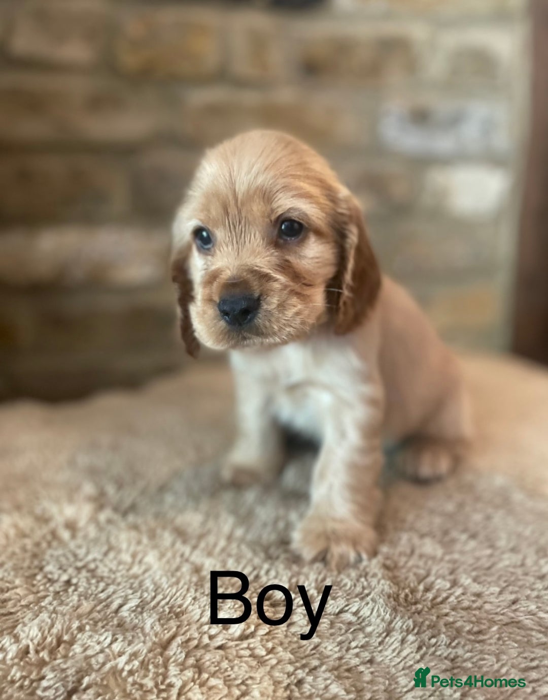 Cocker Spaniel dogs for sale: KC Registered Show Cocker Spaniel Puppies  - Image 1