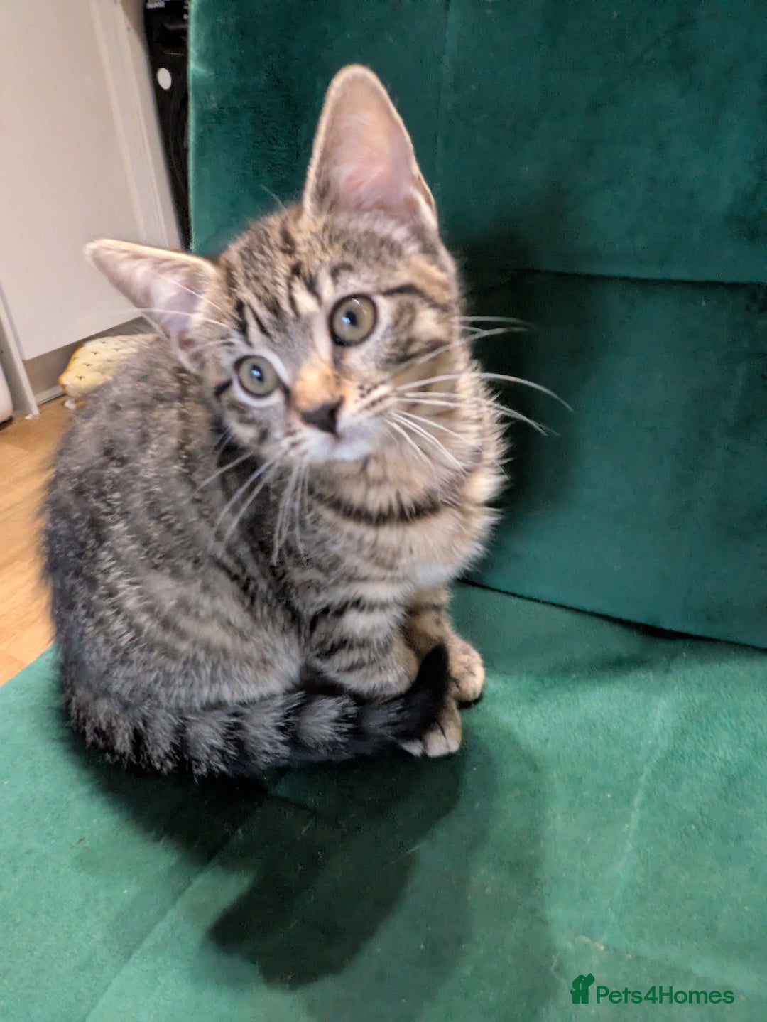 Bengal cats for sale: Bengal x American Maine Coon - Ready To Go!  - Advert 10