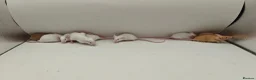 Mouse rodents for sale: 🐁July Mice Are Here!🐁 - Advert 2