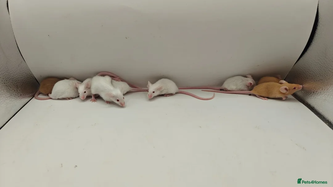 Mouse rodents for sale: 🐁July Mice Are Here!🐁 - Advert 2