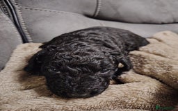 Cockapoo dogs for sale: Cockapoo puppies f2 - Image 5