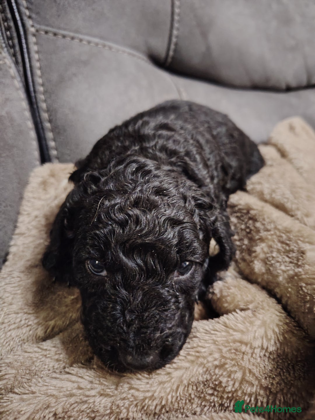 Cockapoo dogs for sale: Cockapoo puppies f2 - Image 5