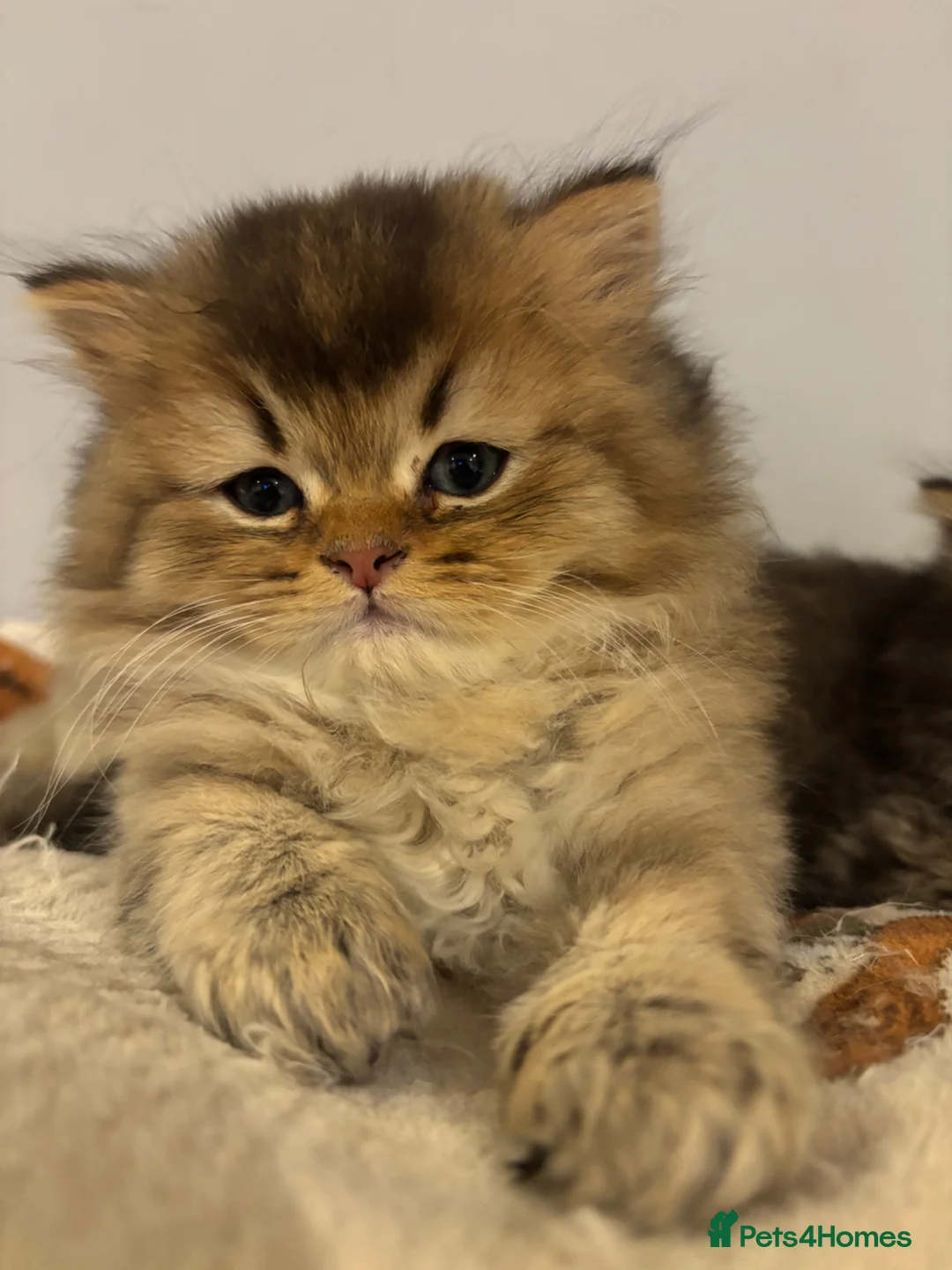 British Longhair cats for sale: GCCF reg Golden British Longhair/Shorthair Kittens - Advert 20