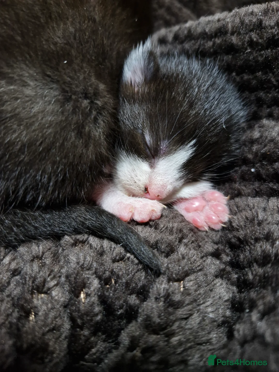 Mixed Breed cats for sale: Tuxedo Boy For Sale - Advert 2